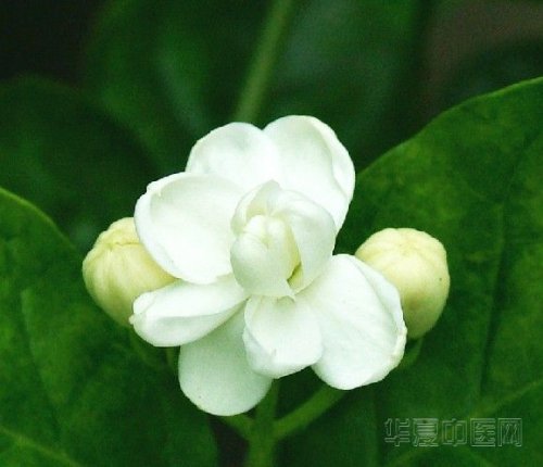 茉莉.jpg