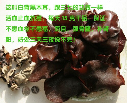 白背黑木耳.jpg