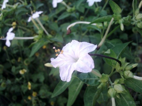 IMG2102A.jpg