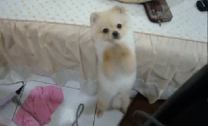 51bd1568gc90b8f11f6e3&amp;690.gif