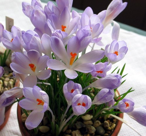 藏红花.jpg