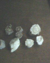 IMG0049A.jpg