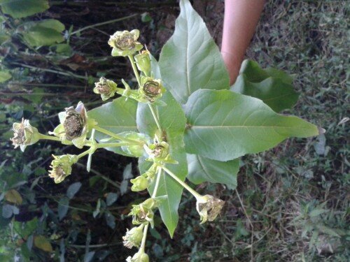 IMG20130816111559.jpg