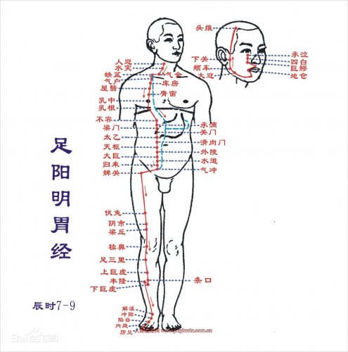 足阳明胃.jpg