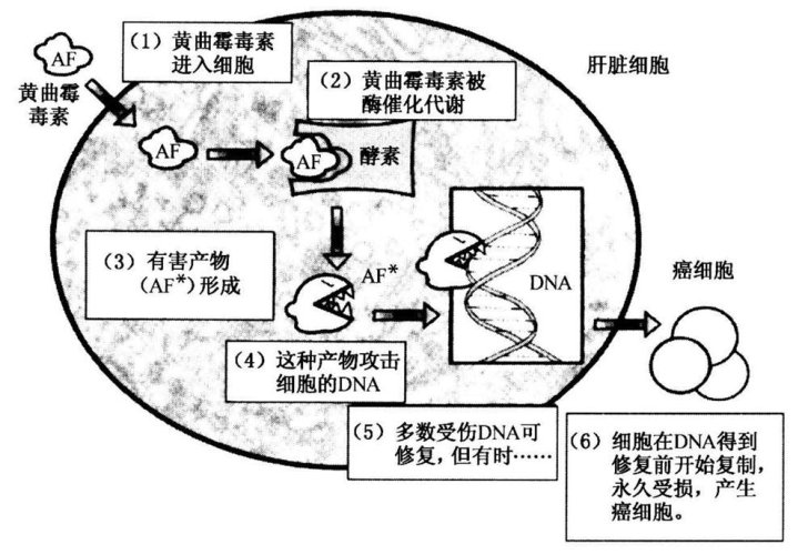 肝脏细胞里的黄曲霉毒素（AF）诱发肿瘤.jpg