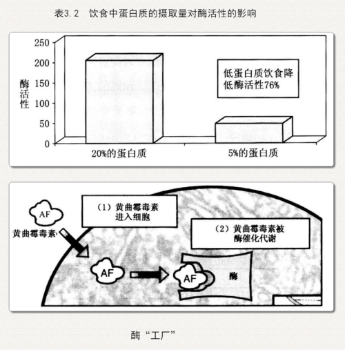 饮食中蛋白质的摄取量对酶活性的影响.png