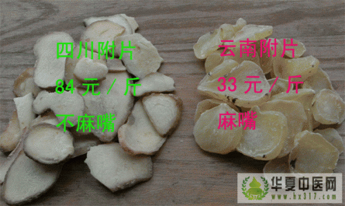 丹参-3.gif