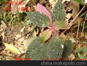 medium_de60778c855417dd8b2f848a37d26349.jpg