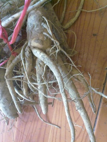 20100303316.jpg