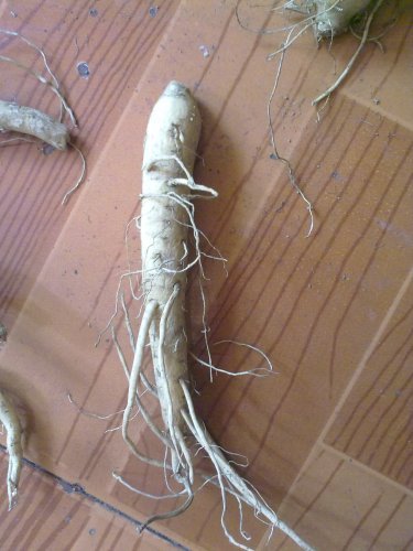 20100303317.jpg