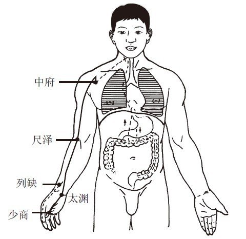 肺经.jpg