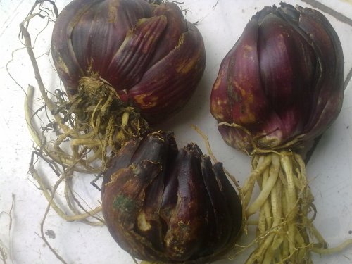 20131030343.jpg