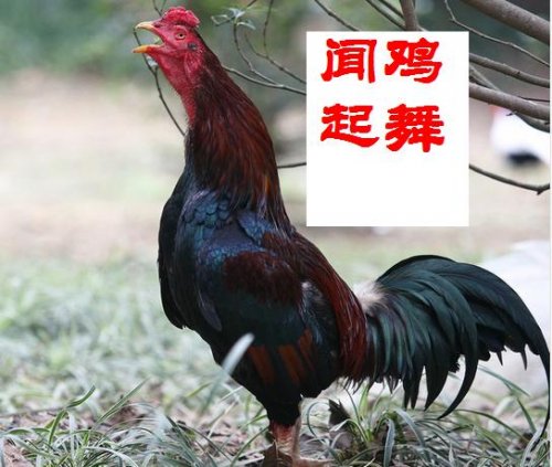 鸡.jpg