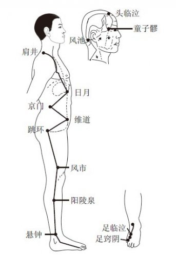 胆经.jpg