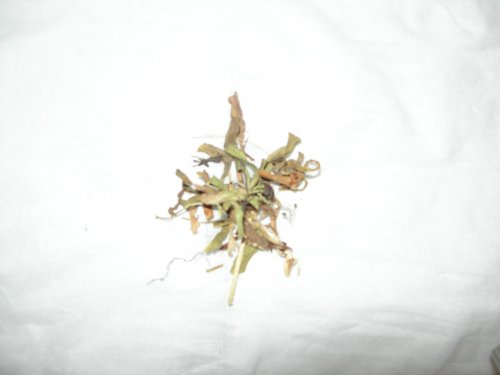 DSCN2690.JPG