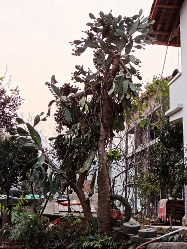 DSC04959_conew1.jpg