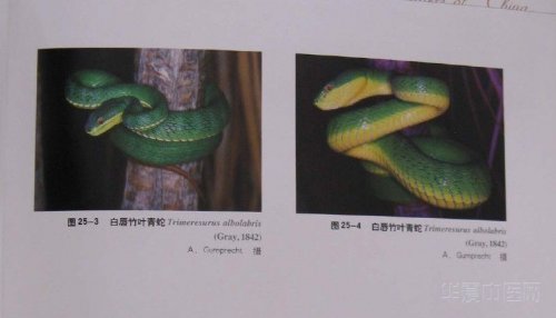 竹叶青2.jpg