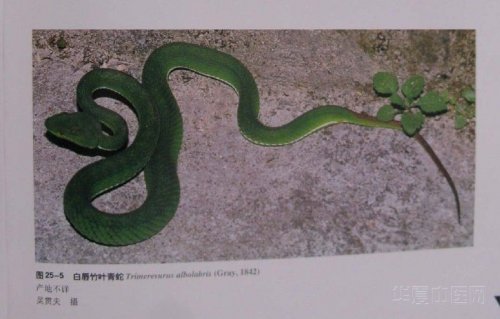 竹叶青3.jpg