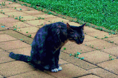 01.GIF