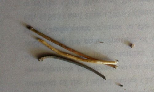 IMAG2573.jpg
