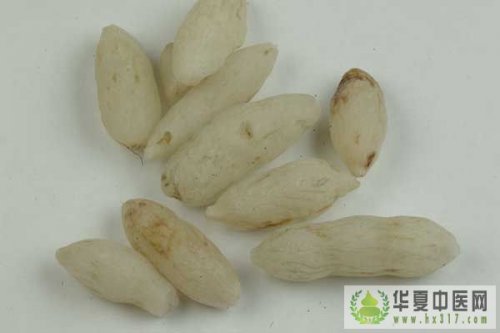 麦冬2.jpg