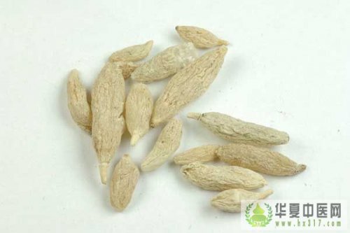 麦冬3.jpg