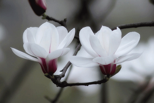 2011416013172.gif