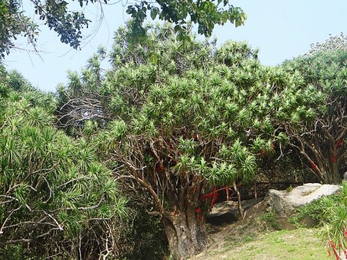 DSC05735_conew1.jpg