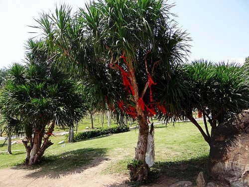DSC06066_conew1.jpg