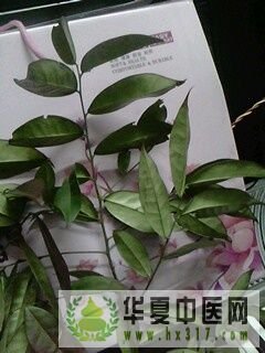 IMG0027A.jpg