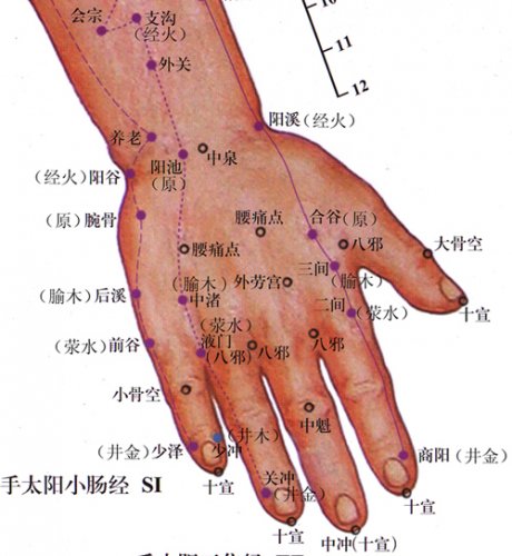 手背.jpg