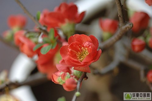 花2.jpg
