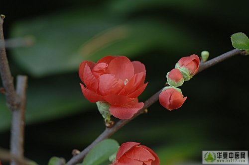 花6.jpg