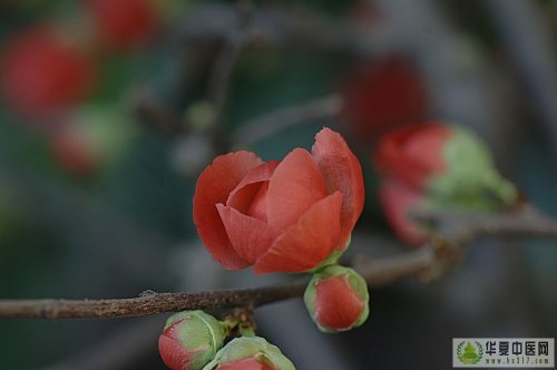 花8.jpg
