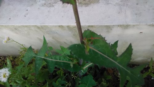 IMG_20140513_055734.jpg