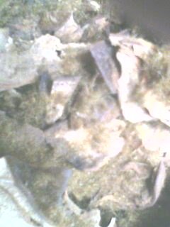 IMG0262A.jpg