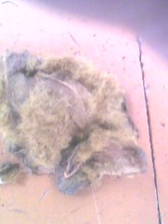 IMG0263A.jpg