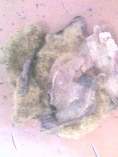 IMG0264A.jpg
