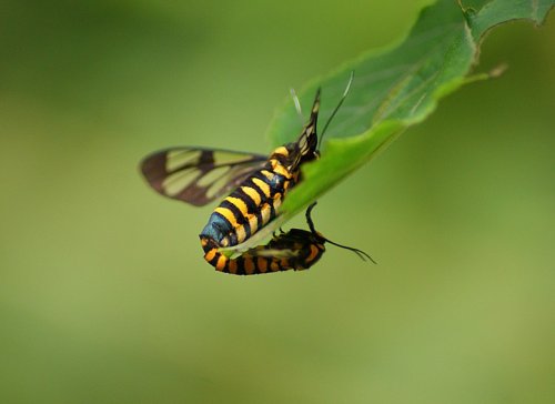 DSC01317_conew1.jpg