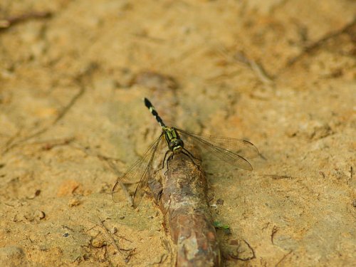 DSC01354_conew1.jpg