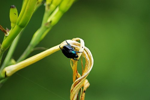 DSC01355_conew1.jpg