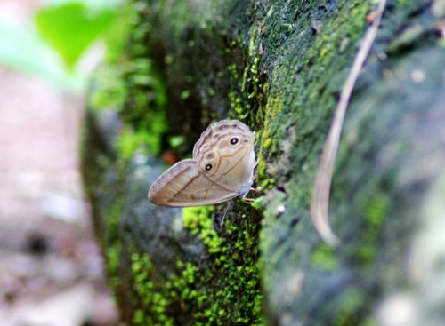 DSC01359_conew1.jpg