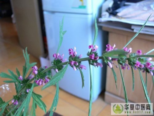 益母草2.jpg