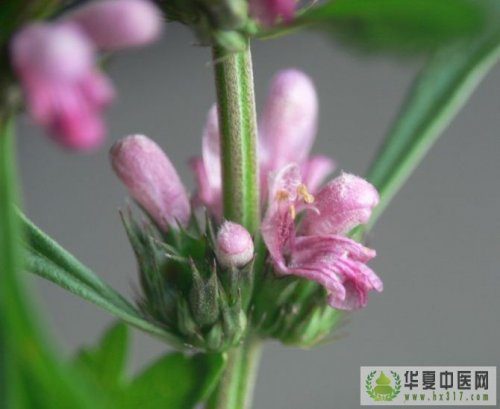益母草3.jpg