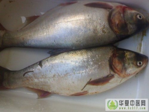鲢鱼.jpg