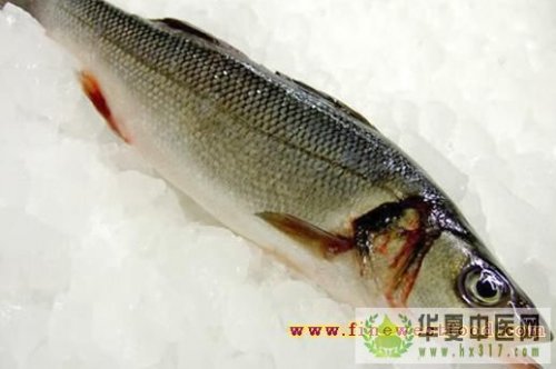 鲈鱼.jpg