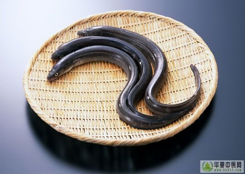 鳗鱼.jpg