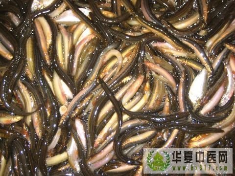 泥鳅.jpg