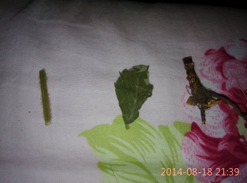 IMG_20140818_213920.jpg