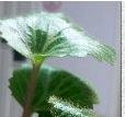 金钱草.jpg